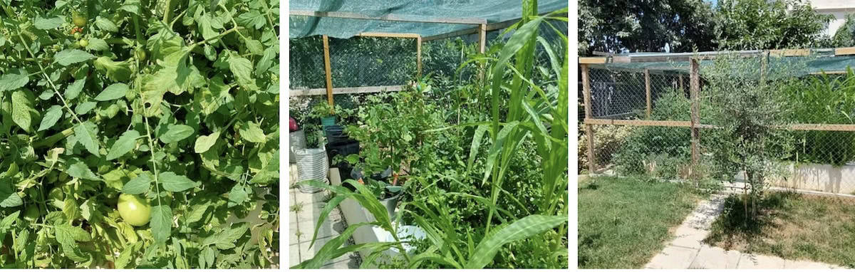 Suzy Valtsioti's Vegetable Garden